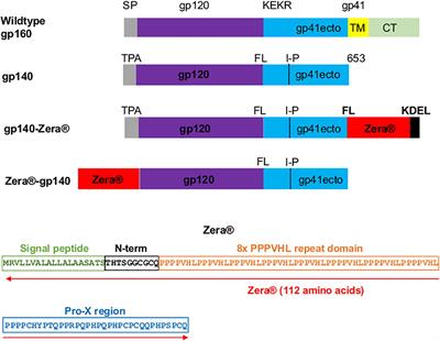 Characterization and Immunogenicity of HIV Envelope gp140 Zera® Tagged Antigens